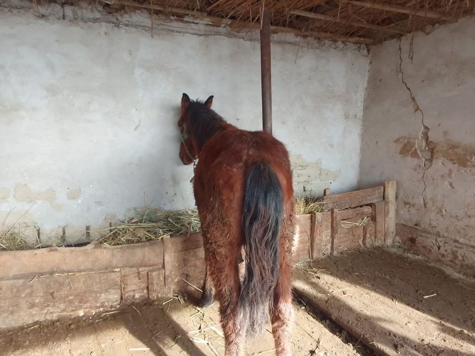 Сезмиз тайлар сатылады