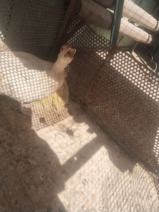 Продаётся утята пароды лавандаа