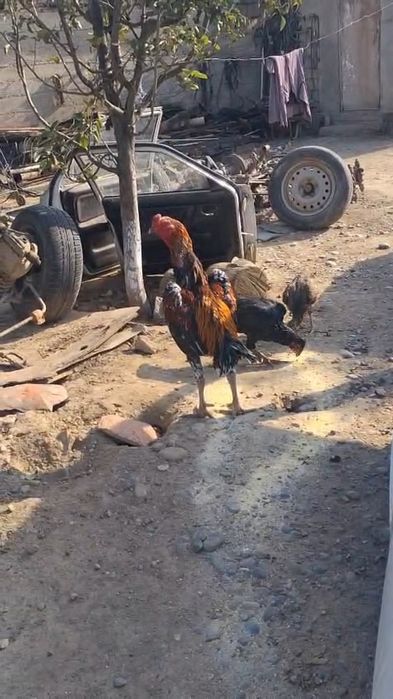 Дакан петух на продаже