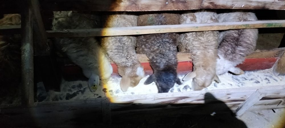 Кой 10 шт токты 22