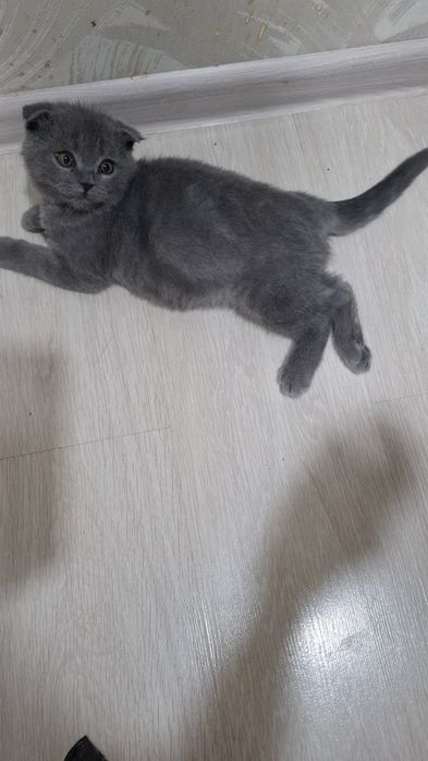 Продам трёхмесячного вислоухого пепельного котёнка