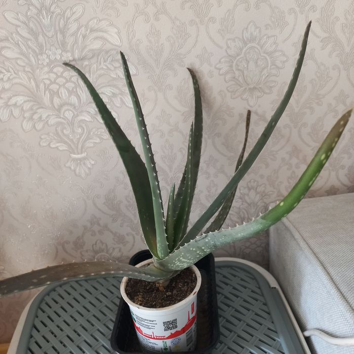 Продам излишки комнатных растений