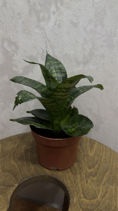 Сансевьерия хани