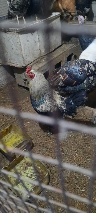 АссаламуАлейкум. Қораздар сатамын.