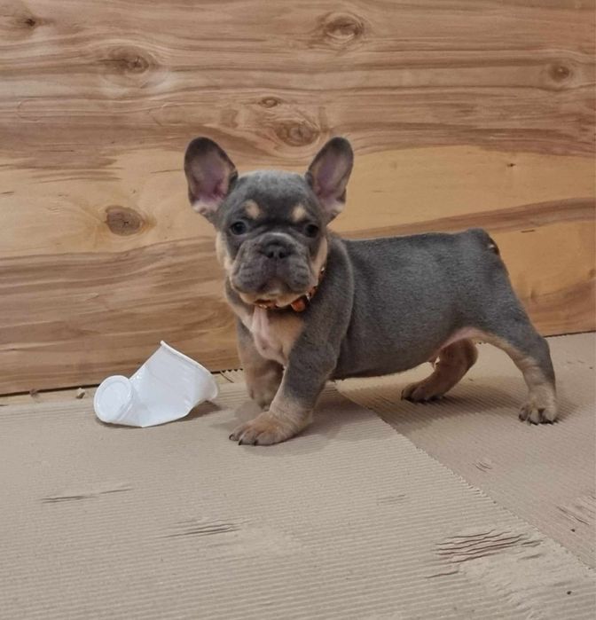 Bulldog francez blue tan