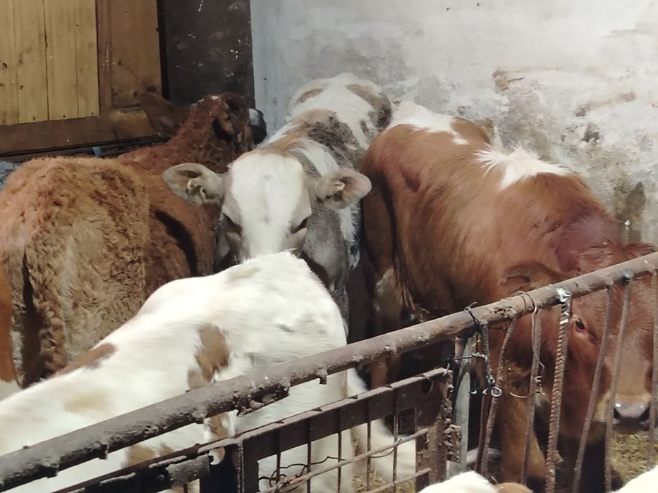 Taurasi și vitele intarcati și mari la 220 kg