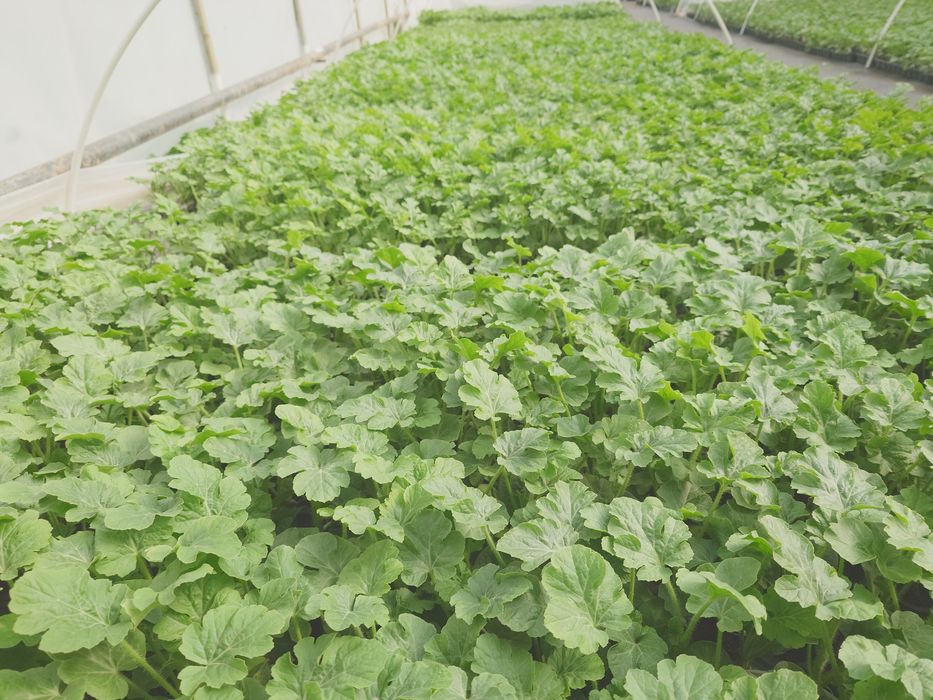 Răsaduri de pepene verde altoite