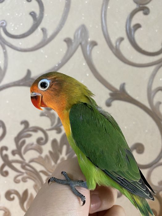 Ruchnoy toti sotiladi