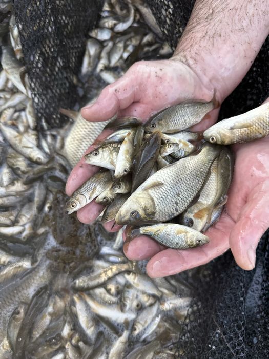 Малек сазана карпа и амура