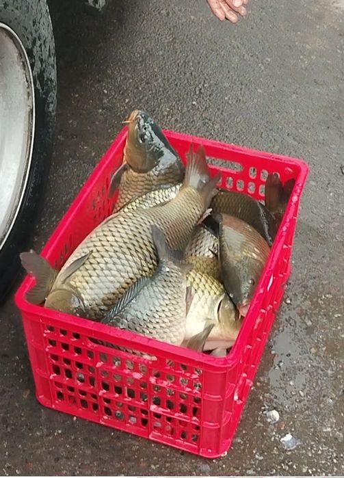 Живая Рыба Хорезмская, Хоразмдан олиб келинган тирик балик.