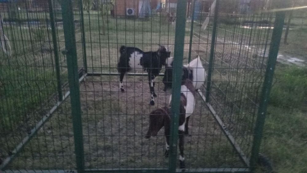 Зоти тоза Битал ечки Така