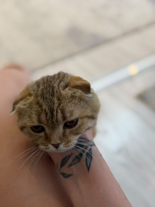 Шотландский котят