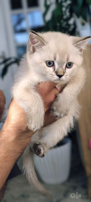 Котята породы Невская маскарадная