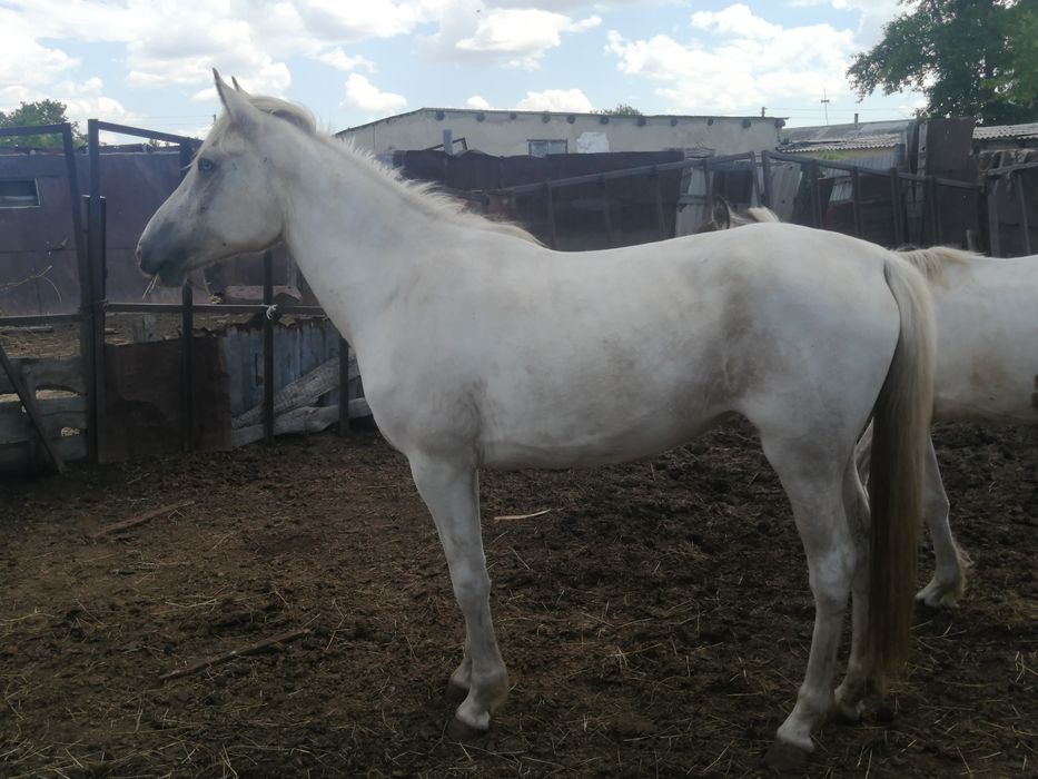 Продам лошадей, можно на согым