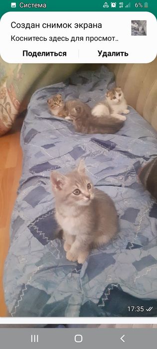 Веслоухи  три мальчика и девочку