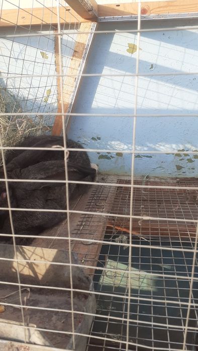 Куен клетка сотилади срочно.