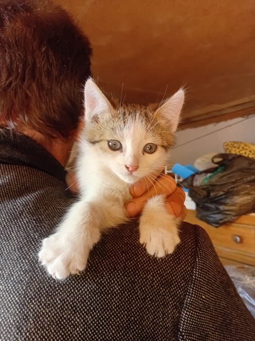 Котики ищут семью