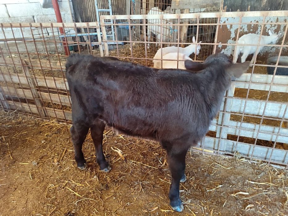 Vitică Angus disponibila