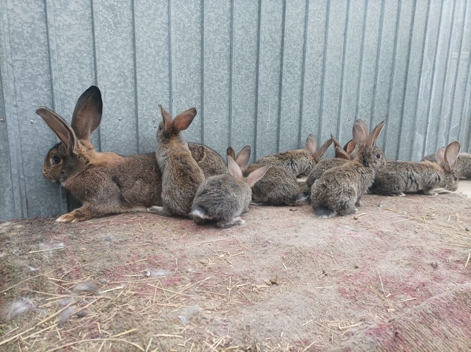 Vând masculi, femele și pui de UG