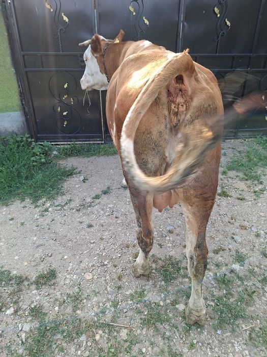 Vaca