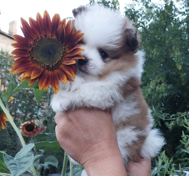 Щенки шпица мальчики и девочки