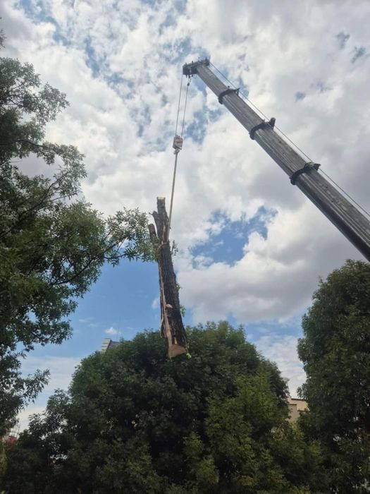 Рязане на опасни дървета по алпийски способ и автовишка