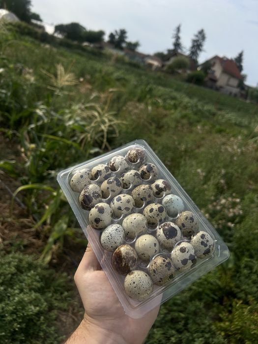 Oua proaspete de prepeliță – Ferma AviTerra