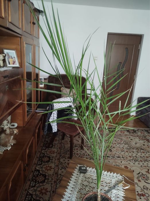 Flori de apartament, Dracena, colocasia, curmal