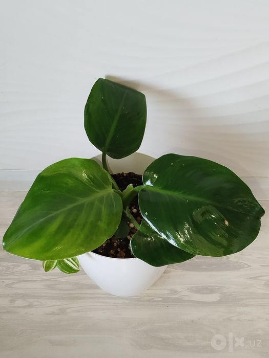 Feladendron Green Prinses