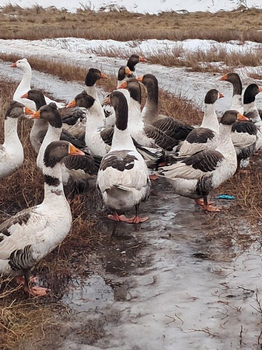 Гуси на развод . Қаздар тұқымға.