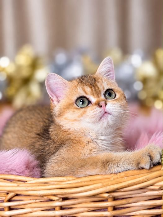 Котята с документами