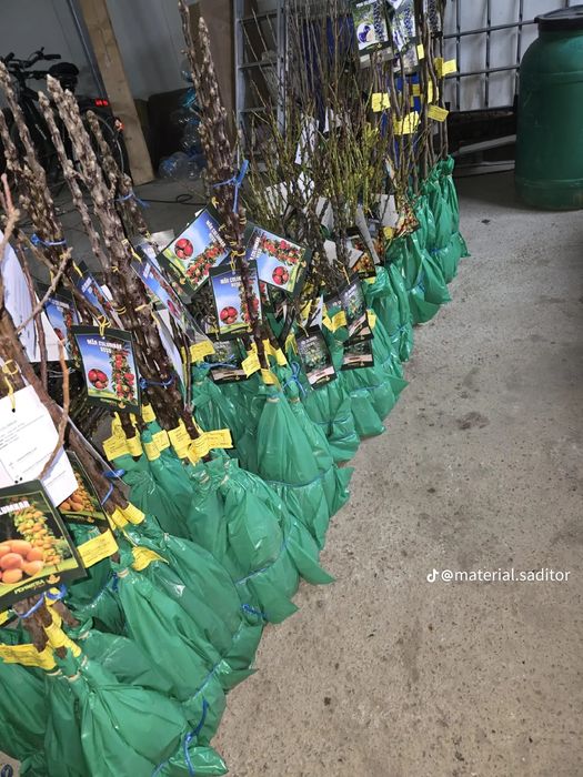 Pomii Fructiferi Altoiți Clasici și Columnari anul 3 de vegetație