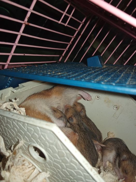 Продам серийских хомяков