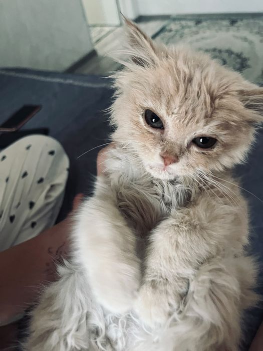 Милый котёнок ищет хозяина