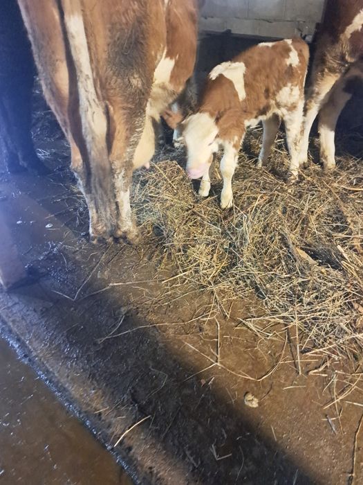 Vand vaca baltata varsta 6 ani cu vitica