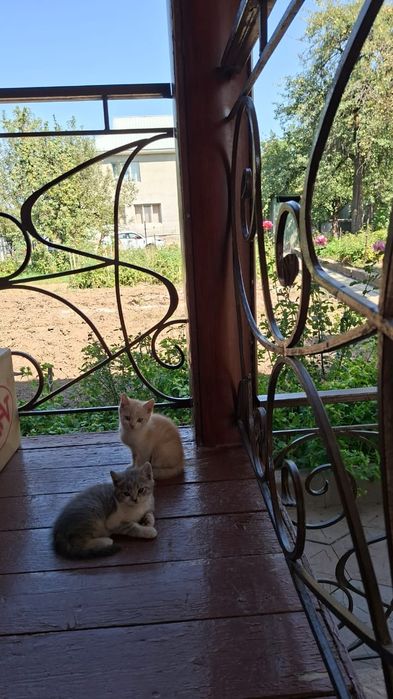 Котики два месяца