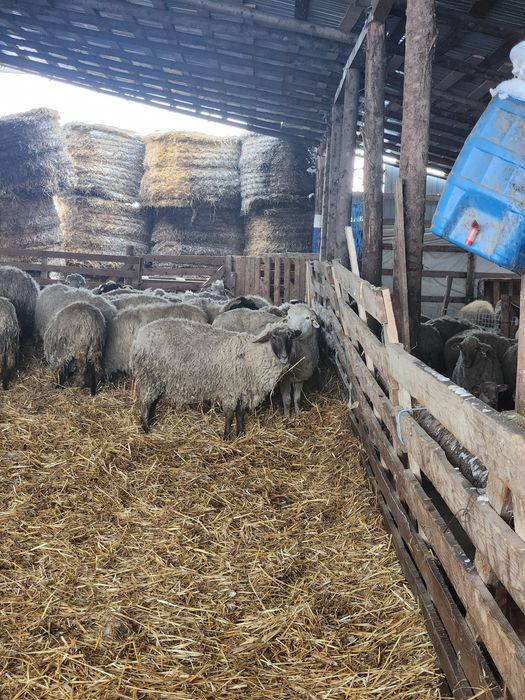 Oi tinere 100 fatate schimb cu auto sau tractor