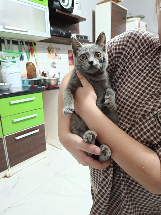 Отдам котят в добрые руки