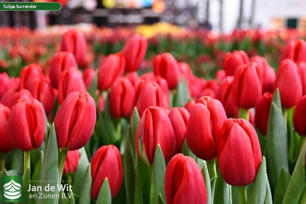 Тюльпаны оптом и оптом