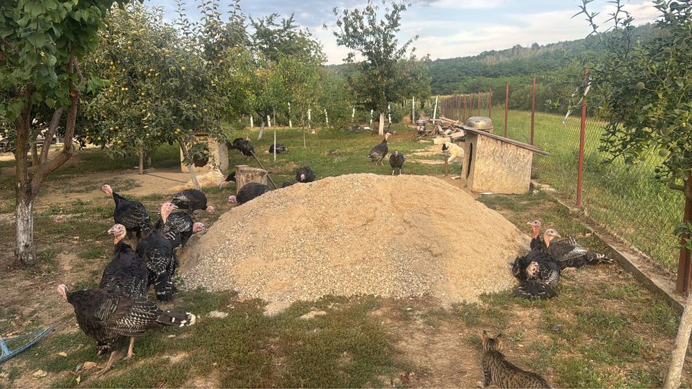 Curcani de vânzare