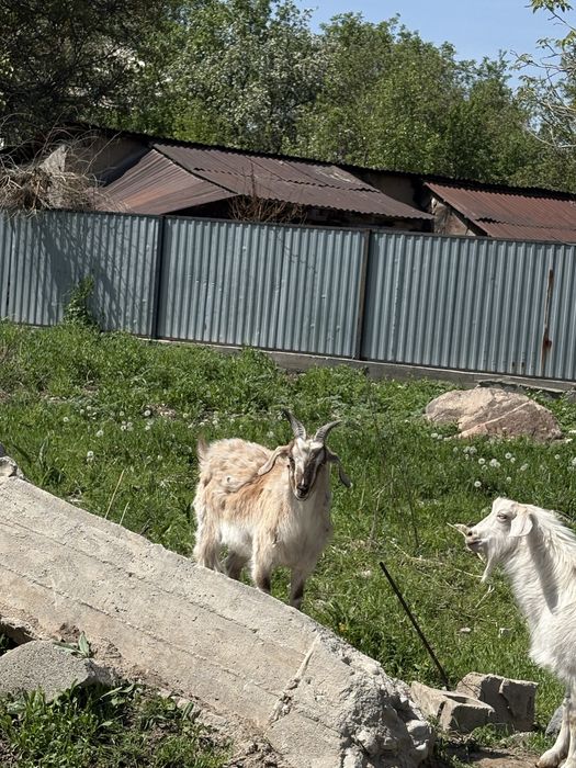 Ешкы сатылады.