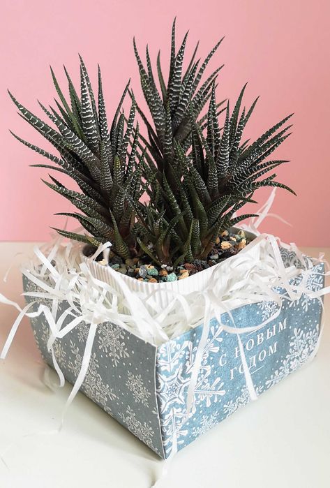 Хавортия, суккулент