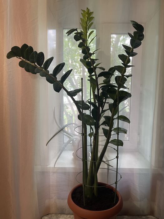 Замиакулькас (Денежное дерево).