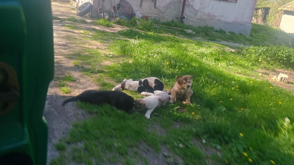 Подаряват се Каракачанки