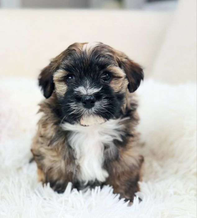 Bichon havanez 650 lei