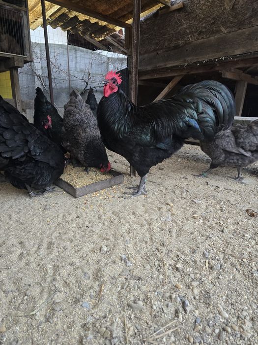 Găini australorp