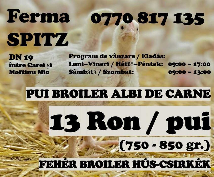 Pui de 1,2-1,3 kg. la 16 Ron / pui