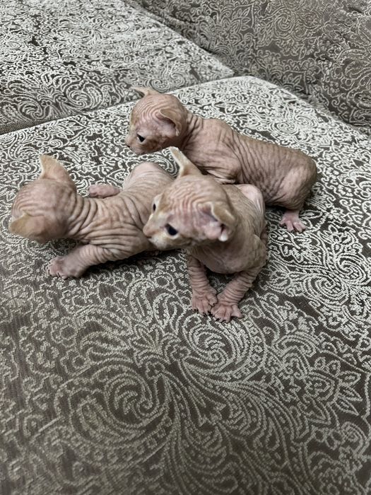 Продаются( БРОНЬ) канадский сфинкс