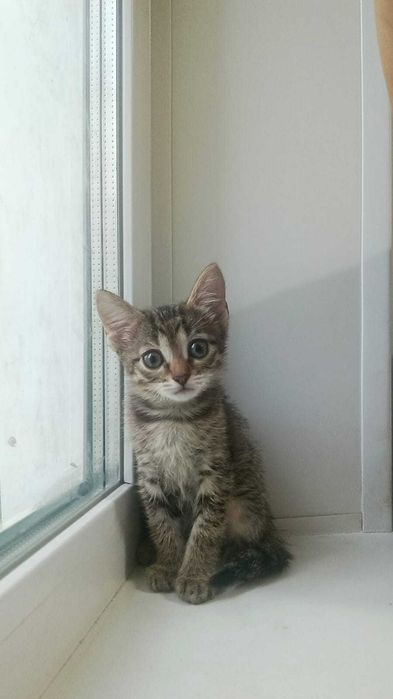 Одам даром Катенька