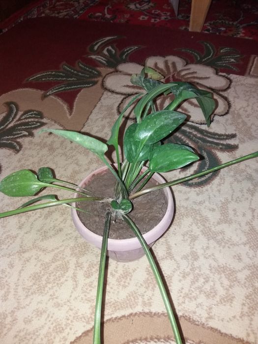 Комнатные растения